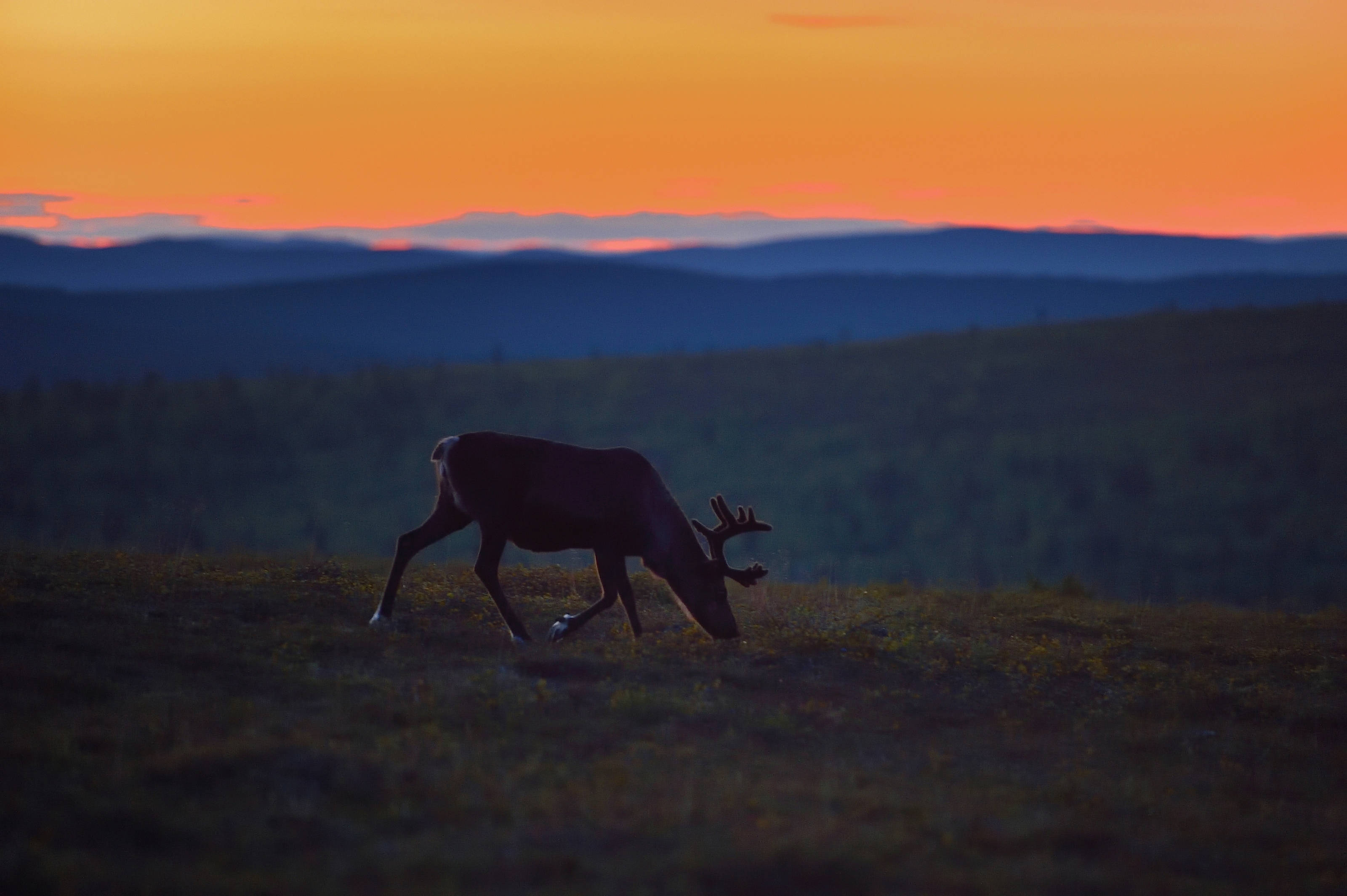 norway-the-land-of-midnight-sun-tours-panda